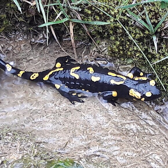 Die Larven schlüpfen bei der Eiablage im klaren Quellwasser.