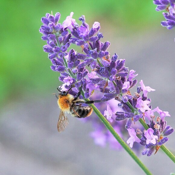 Wiesensalbei Eine Biene sitzt auf der Blüte eines Wiesensalbei