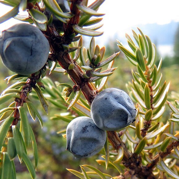 Ein Wacholderzweig mit drei Früchte
