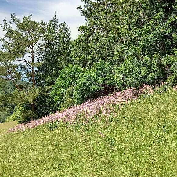 Diptam am Waldrand Diptam blüht am Waldrand