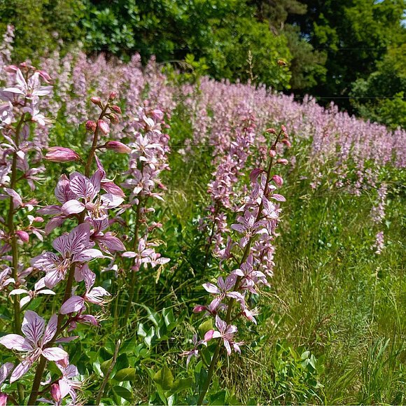 Diptamfeld Unterbürg Blühendes Diptamfeld am Waldrand bei Unterbürg