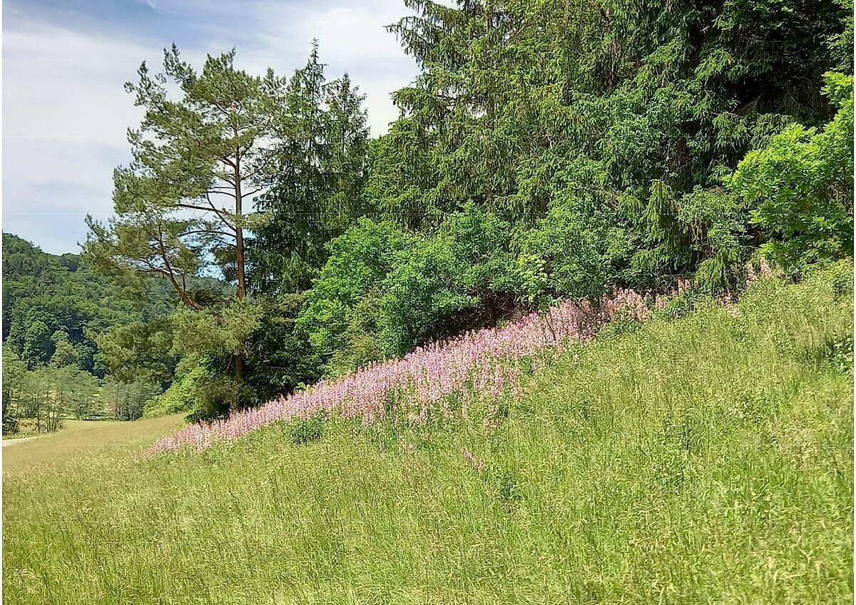 Diptam am Waldrand Diptam blüht am Waldrand