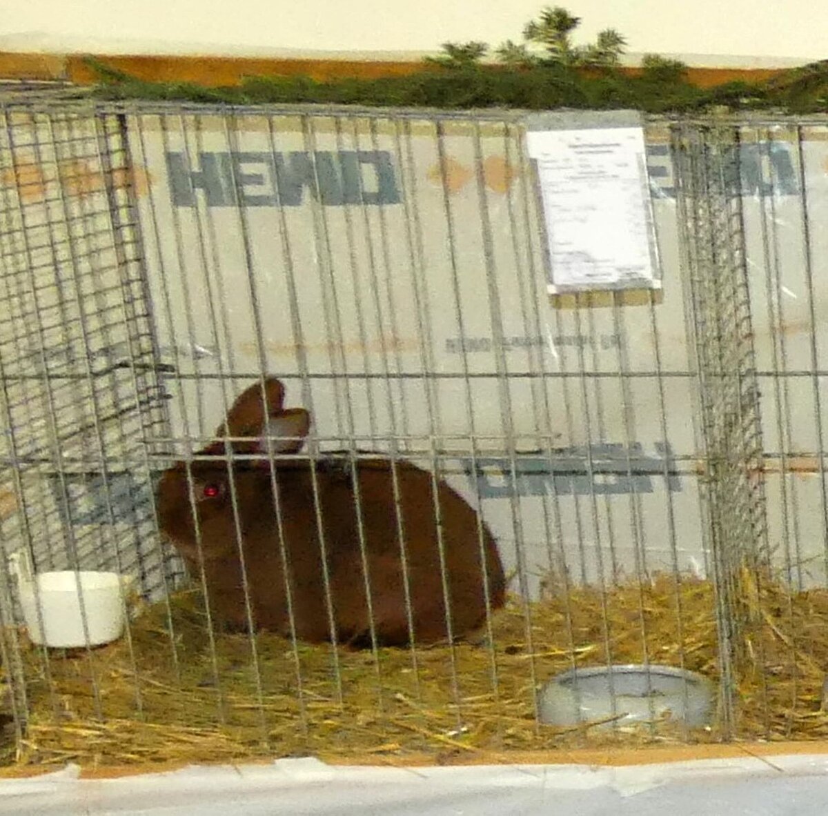 Ein brauner Zuchthase wird bei der Kleintierschau vorgestellt.