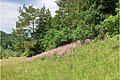 Diptam am Waldrand Diptam blüht am Waldrand